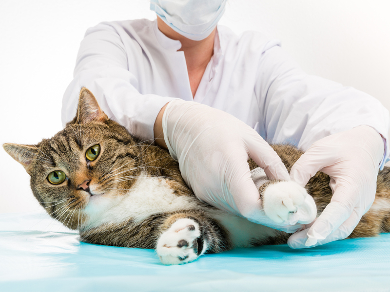 ветеринар лечит перелом у кошки